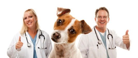 prescription veterinary diets article